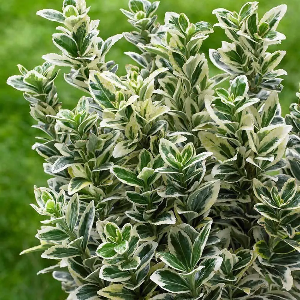 Japán Törpe Kecskerágó FEHÉR 20cm „Euonymus microphyllus Albovariegatus”