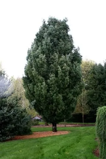 Oszlopos Feketefenyő „Pyramidalis” 30cm „Pinus nigra”