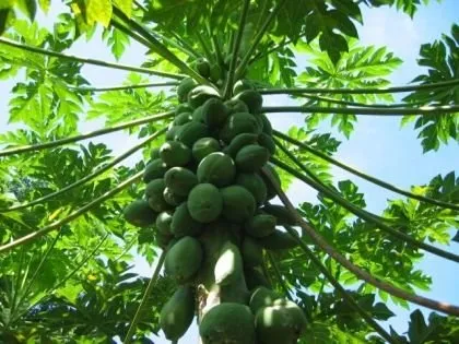 Papaya 80cm „Carica papaya” Dinnyefa