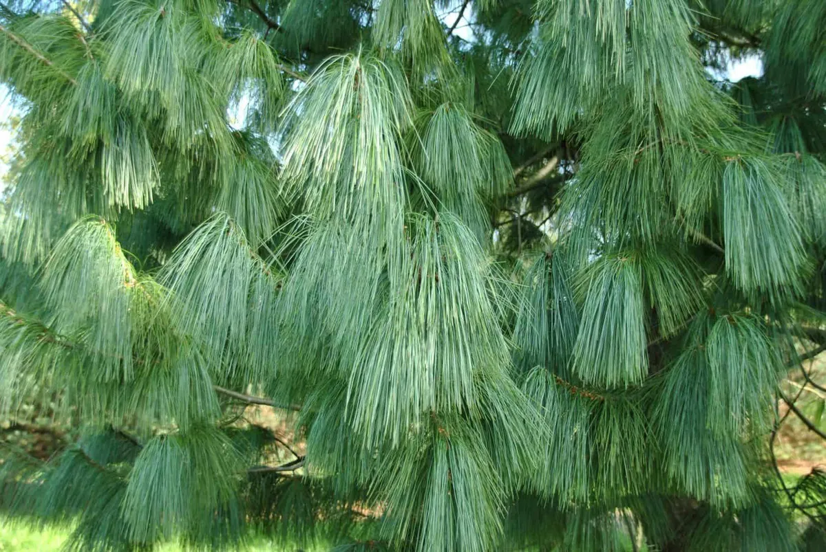 Himalájai Selyemfenyő 30cm „Pinus wallichiana”