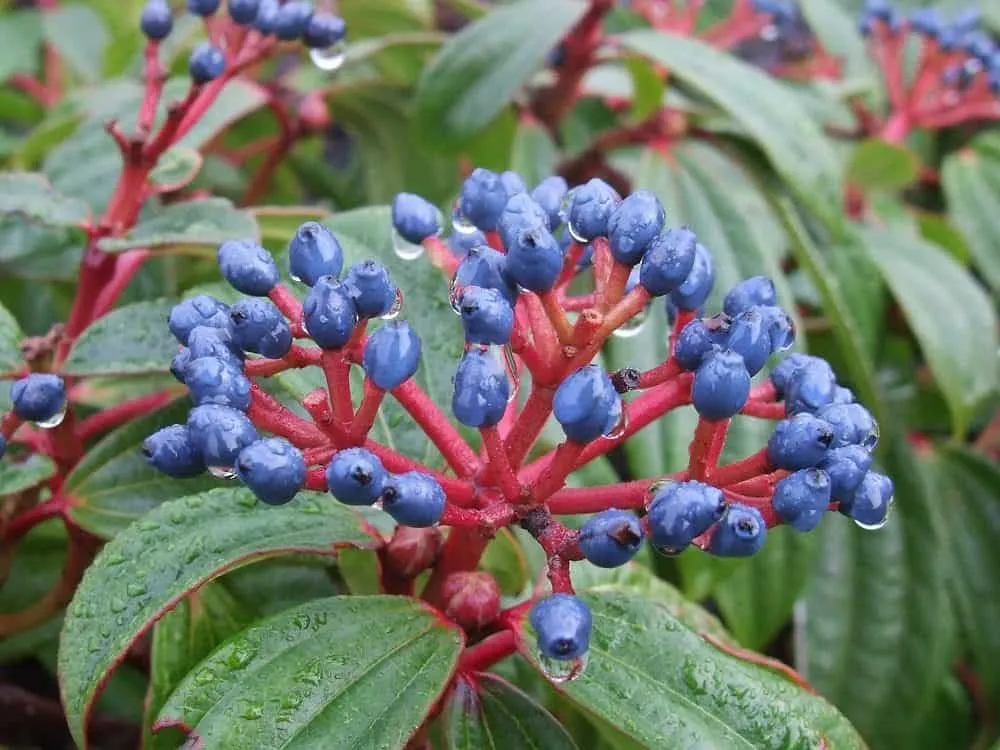 Törpe Bangita 30-40cm „Viburnum davidii”