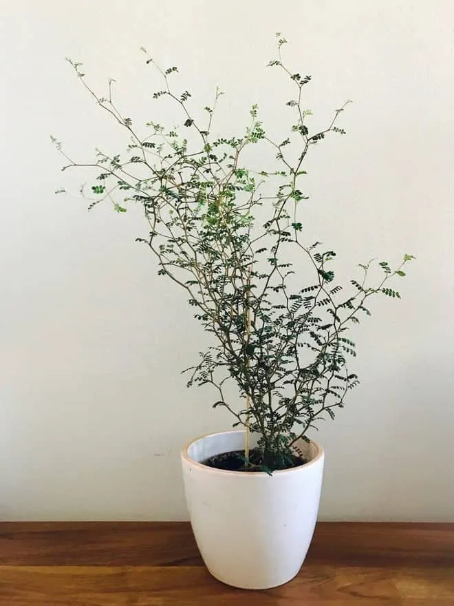 Törpe akác „Little Baby” 40cm „Sophora prostrata” (cserepes dísznövényáru)