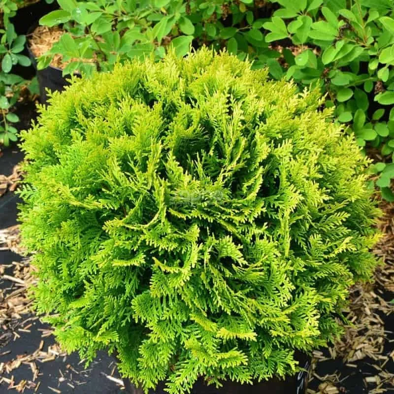 Gömb Tuja ARANY 30cm „Thuja occidentalis Mirjam”