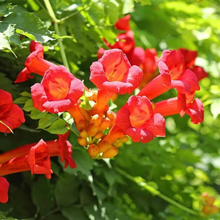 Trombitafolyondár „Madame Galen” 60-80cm NARANCSPIROS „Campsis tagliabuana”