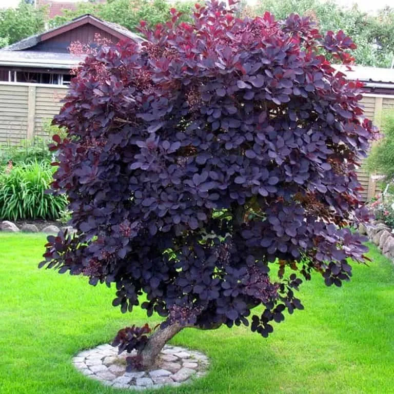 Vörös Cserszömörce „Royal Purple” 40-60 cm „Cotinus coggygria” Bokros