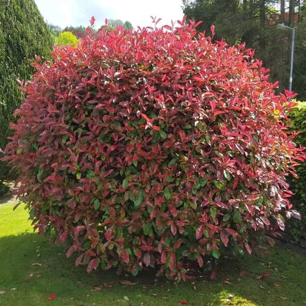 Korallberkenye „Red Robin” 30-40cm „Photinia fraseri”