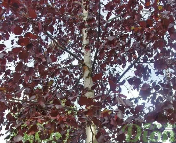 Vörös Nyír 250 cm „Betula Pendula Purpurea”