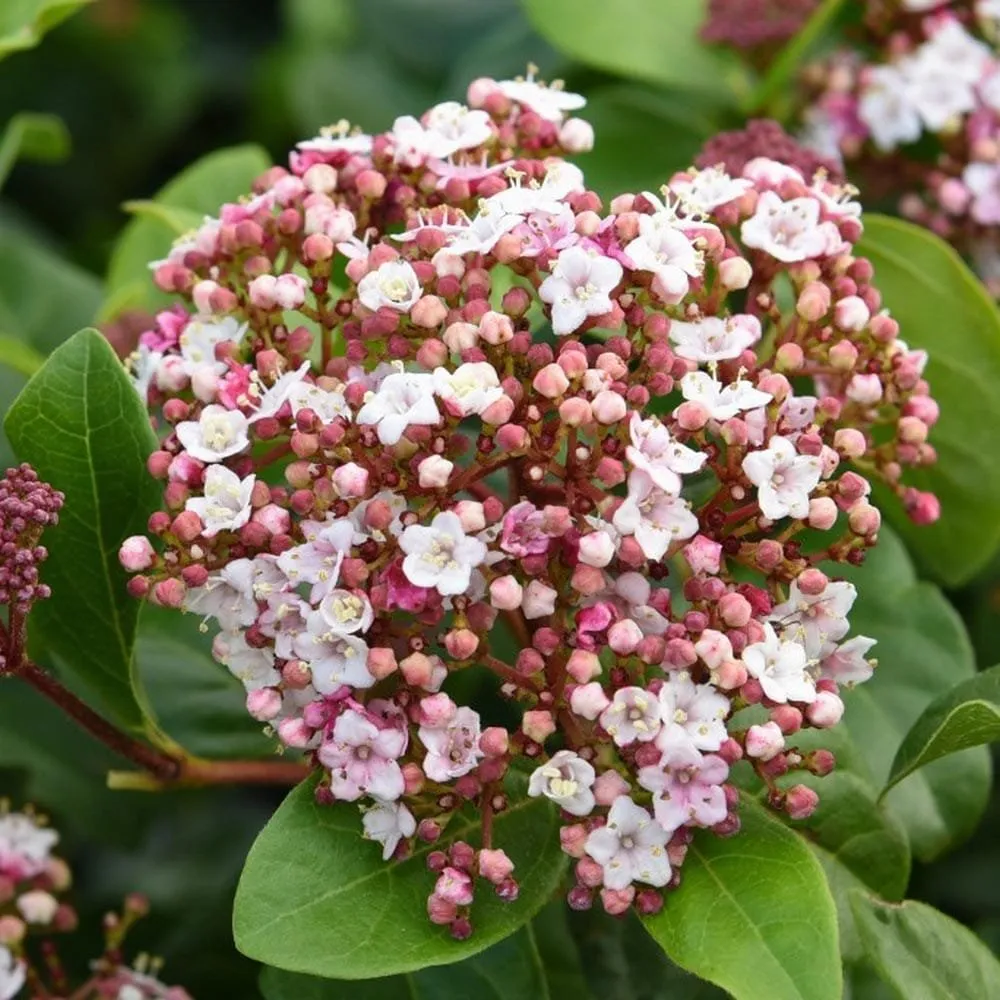 Téli Bangita „Lisarose” 20cm „Viburnum tinus”