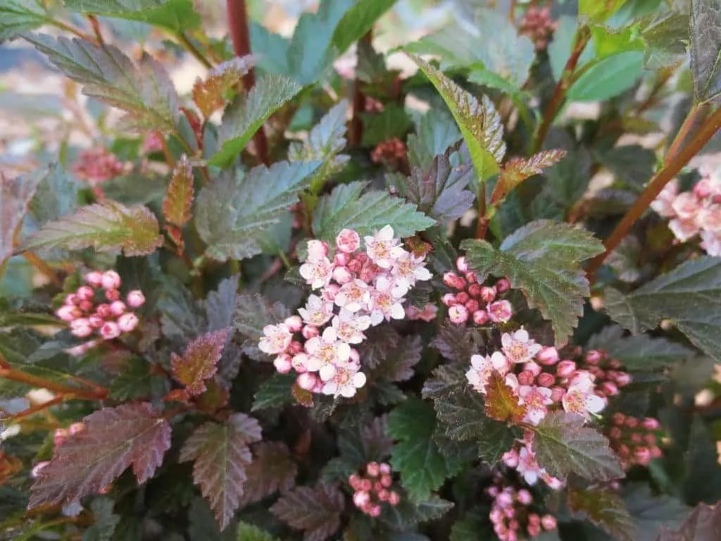 Törpe Hólyagvessző „Little Devil” 30-40cm „Physocarpus Opulus”