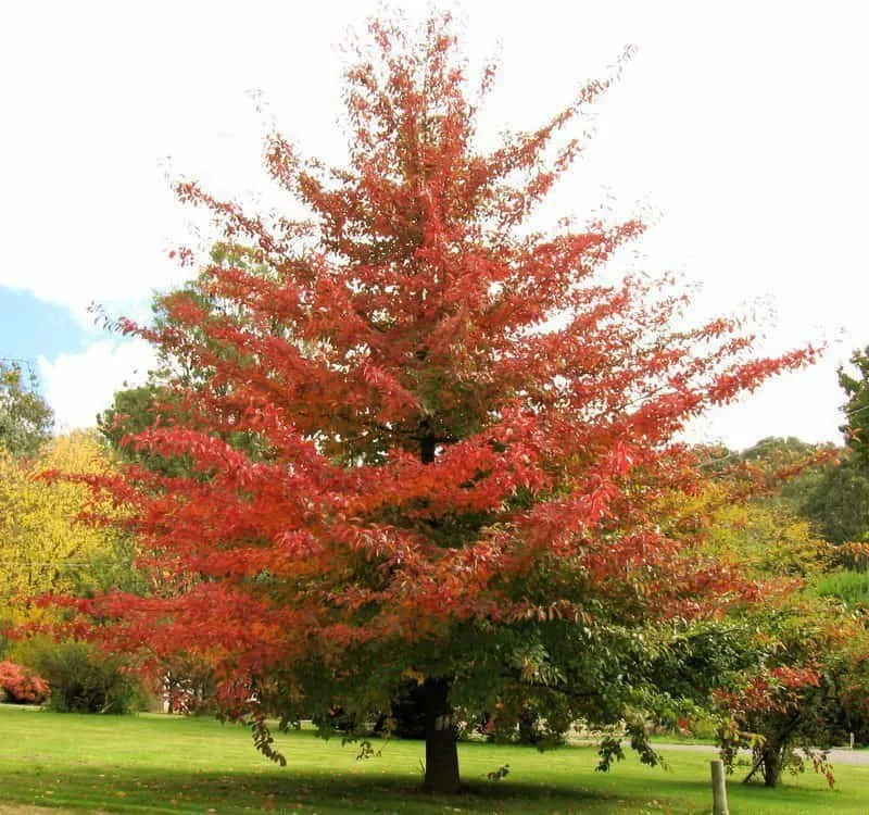 Amerikai Ámbrafa 200 cm “Liquidambar styraciflua” (Szabadgyökeres)