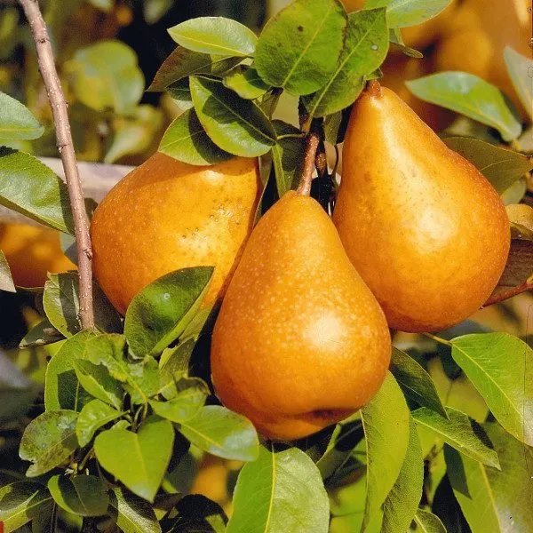 Körte „Bosc Kobak” 100cm (Konténeres)