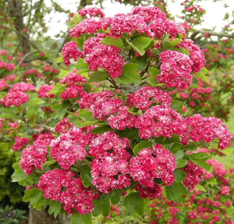Piros virágú Díszgalagonya „Paul’s Scarlet” 200 cm „Crataegus laevigata”