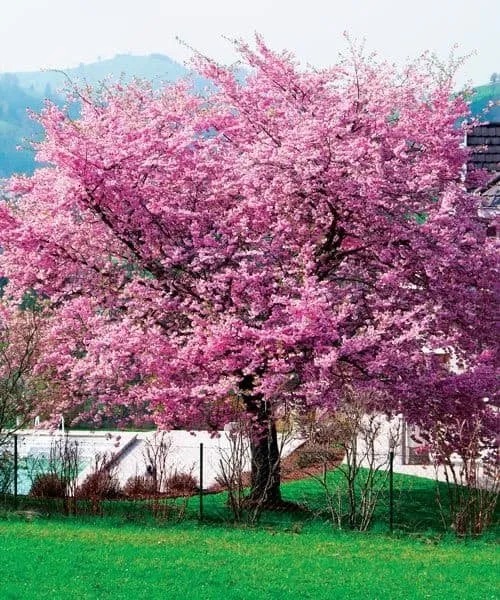 Japán Díszcseresznye Bordó levelű 250 cm (Szabadgyökeres) „Prunus serrulata Royal Burgundy”