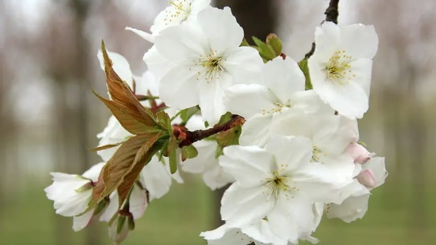 Japán Díszcseresznye Fehér virágú 250cm „Prunus serrulata Taihaku” (Konténeres)