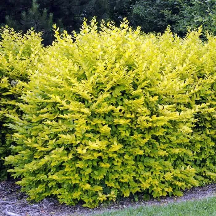 Arany tarka levelű Fagyal 50cm „Ligustrum ovalifolium Aureum”