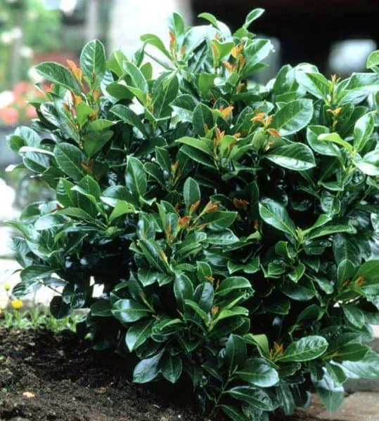 Babérmeggy „Etna” 60-80cm „Prunus laurocerasus” BOKROS