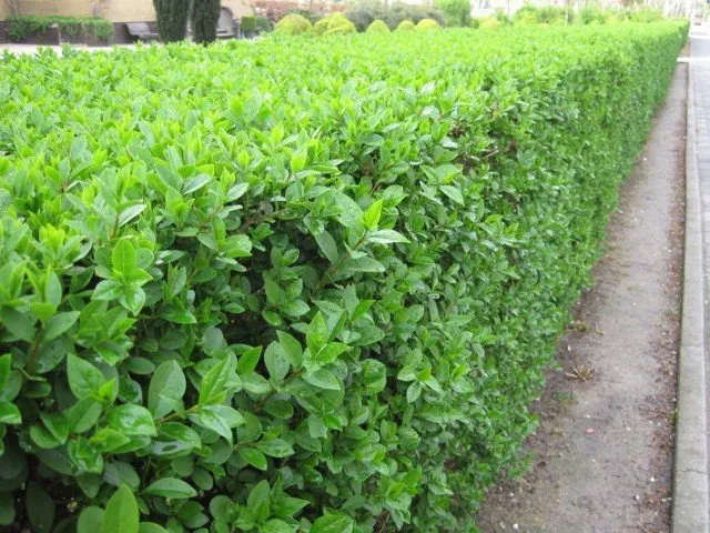 Örökzöld Fagyal 50cm „Ligustrum ovalifolium”
