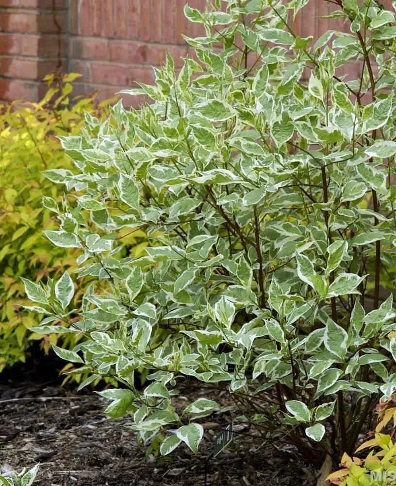 Fehér tarka levelű som 30-40cm „Cornus Alba Elegantissima”