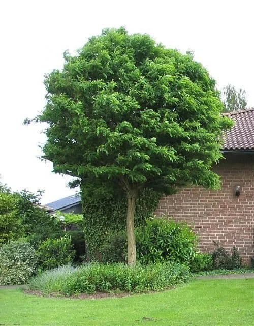 Gömb akác 250 cm „Robinia pseudoacacia Umbraculifera” (Konténeres)