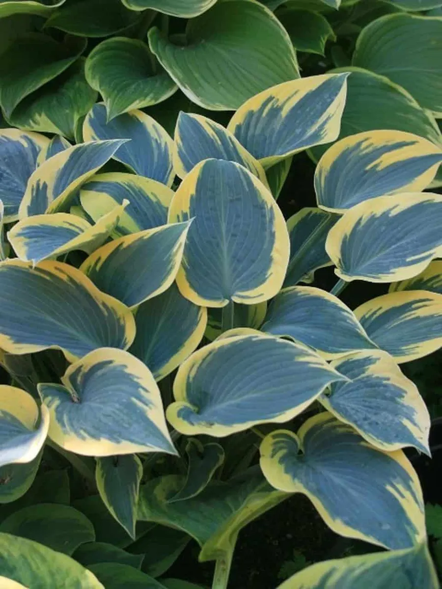 Árnyékliliom „First Frost” 20 cm „Hosta”