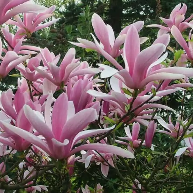 Magnolia „Betty” 60 cm Liliomfa csemete