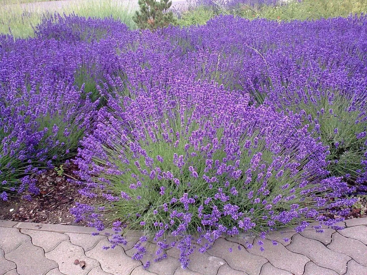 Angol Levendula 10cm „Lavandula intermedia Grosso”