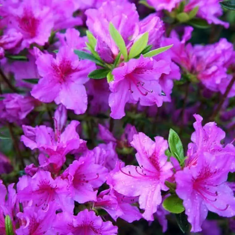 Azálea „Blaue Donau” Lilás-kék 30-40cm „Azalea Japonica”