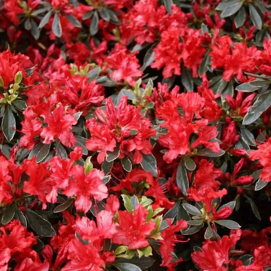 Azálea „Hotshot Variegata” Tarka levelű Piros 30-40cm „Azalea Japonica”