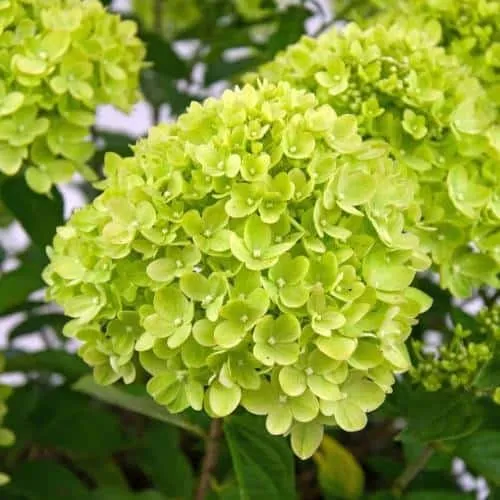 Bugás Hortenzia „Jane Little Lime” Zöld 30-40cm „Hydrangea paniculata”