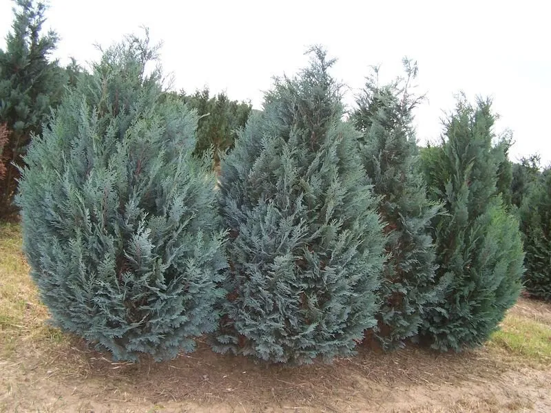 Kék Oregoni hamisciprus „Pelts Blue” 80-100cm „Chamaecyparis lawsoniana Pelts Blue”