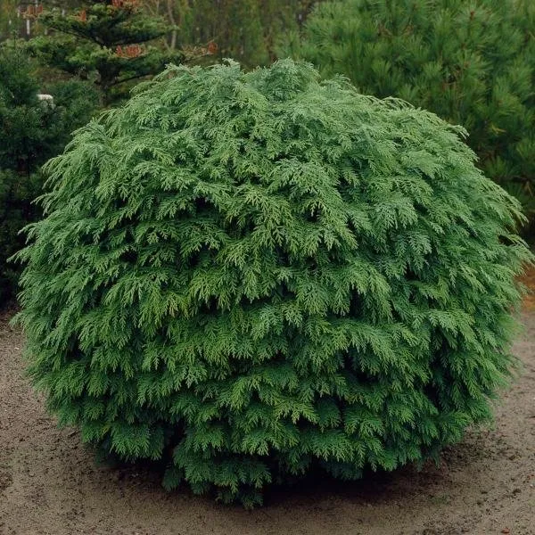 Gömb Oregoni hamisciprus „Globosa” 30cm „Chamaecyparis lawsoniana Globosa”