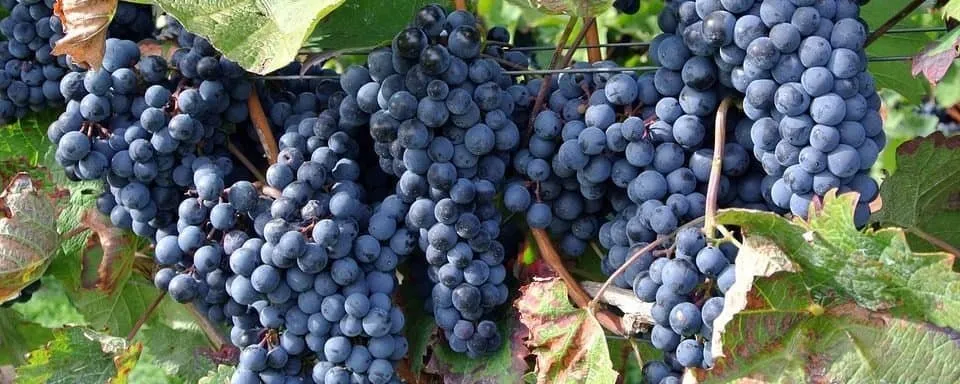 Borszőlő „Cabernet” 30-50cm