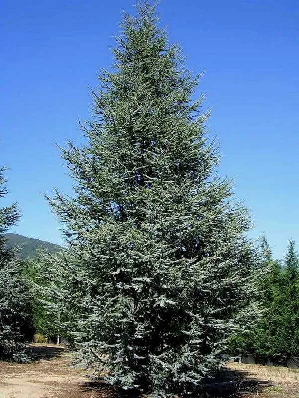 Kék Atlaszcédrus 40-60cm „Cedrus Atlantica Glauca”