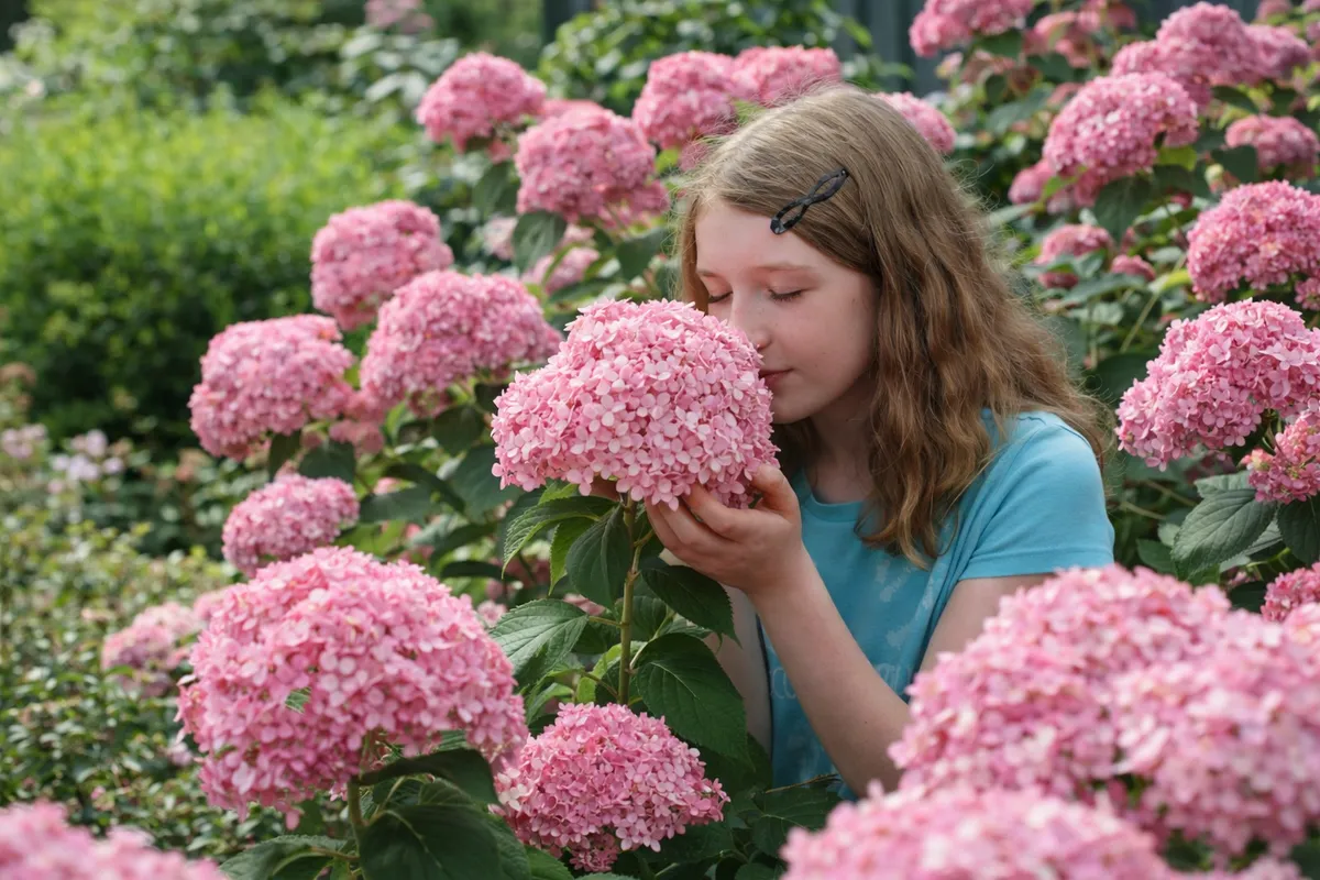 Cserjés Hortenzia „Pink Annabelle” Rózsaszín 40cm „Hydrangea arborescens”