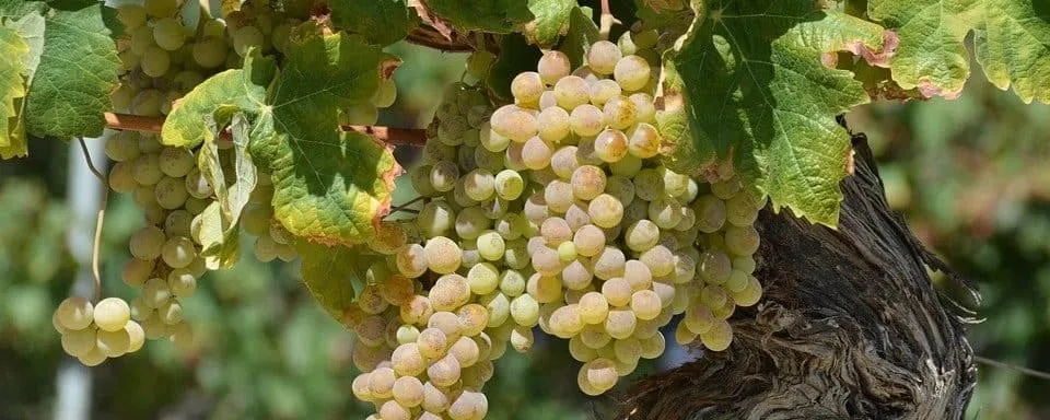 Borszőlő „Cserszegi fűszeres” 30-50cm