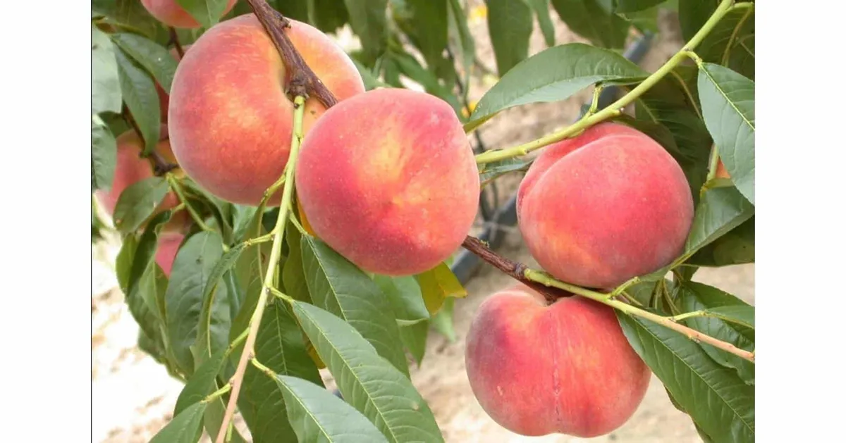 Őszibarack „Early Redhaven” 100cm (Konténeres)
