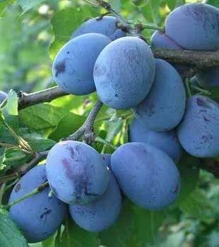 Szilva „Elena” 100cm (Konténeres)