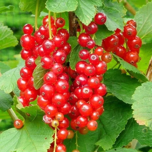 Piros Ribizli „Fertődi hosszúfürtű” 40-60cm (Szabadgyökeres) Bokros