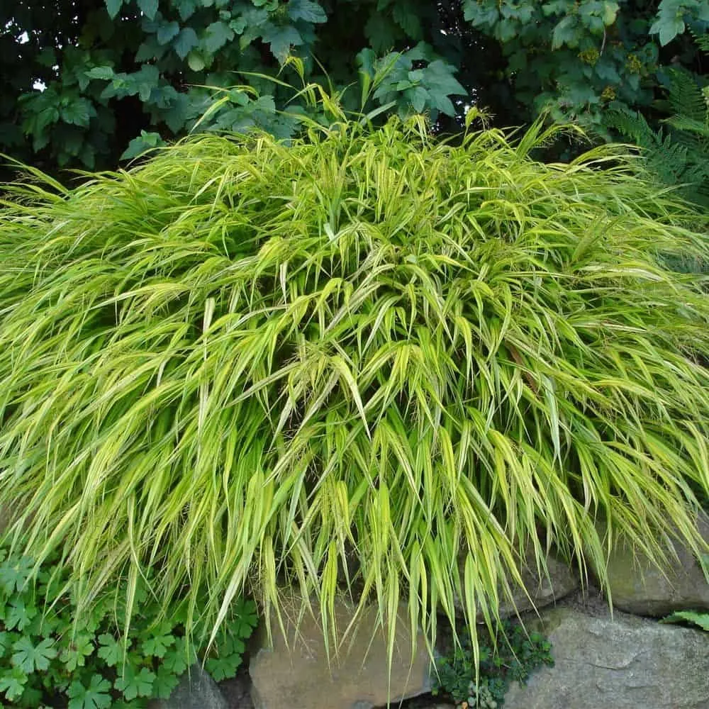 Szálkafű 10cm ARANY „Hakonechloa macra All Gold”