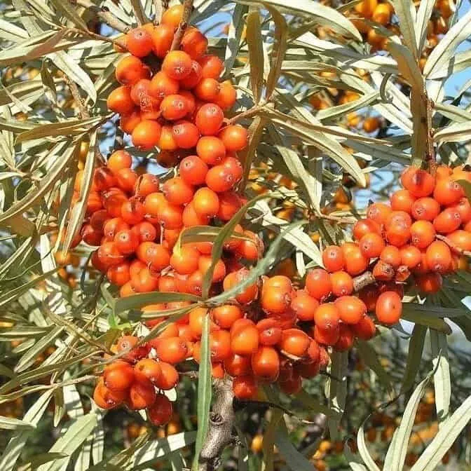 Homoktövis termő „Hergo” 30-40cm „Hippophae rhamnoides Hergo”