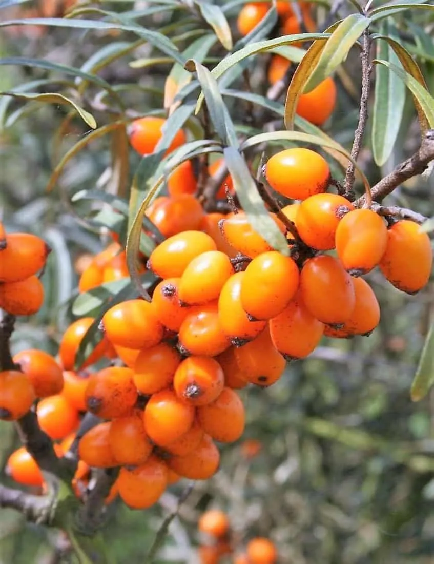 Homoktövis termő „Leikora” 30-40cm „Hippophae Rhamnoides Leikora”
