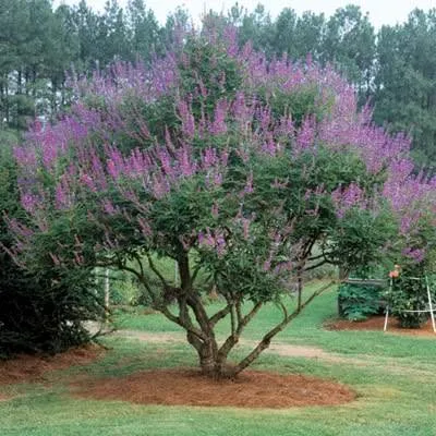 Illatos barátcserje 60-80cm „Vitex agnus castus”