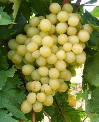 Csemegeszőlő „Itália” 30-50cm