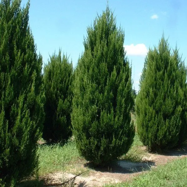 Kínai Jegenyeboróka 30-40cm „Juniperus Chinensis Keteleri”