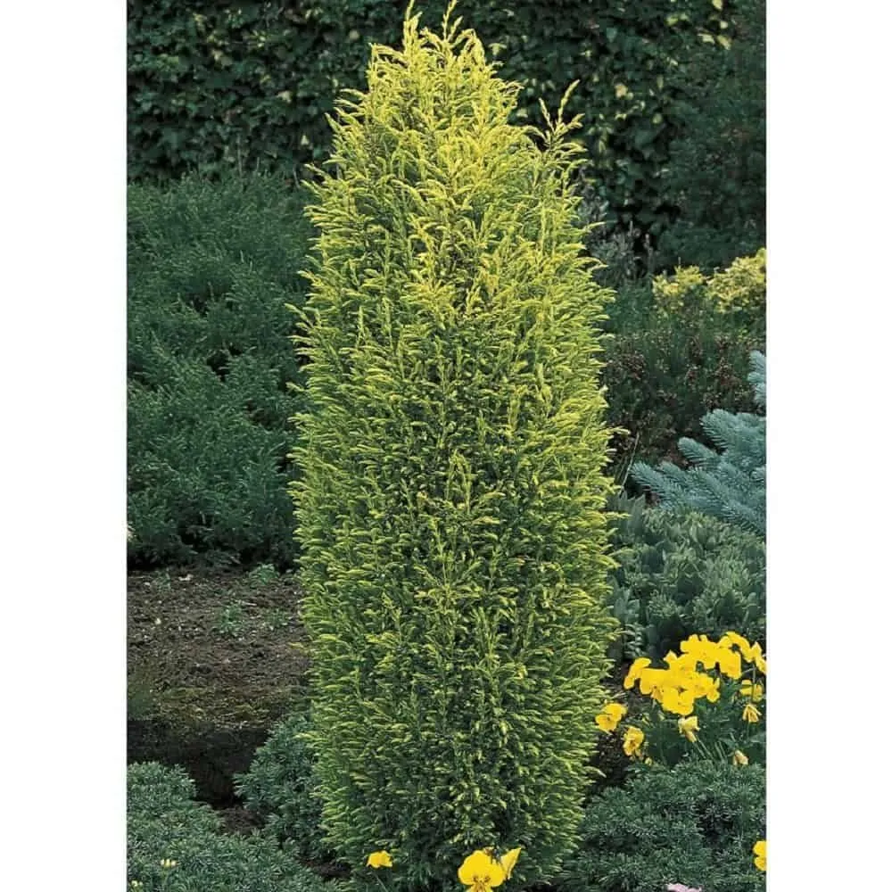 Közönséges Boróka ARANY 30-40cm „Juniperus Communis Gold Cone”