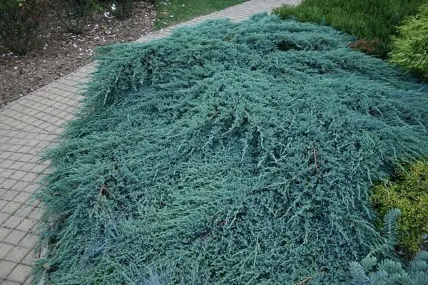 Kúszó Boróka KÉK 30cm „Juniperus horizontalis Blue Chip”