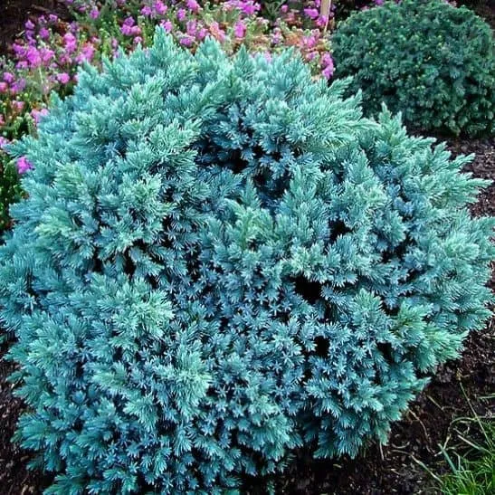 Himalájai Törpe Boróka KÉK 20cm „Juniperus squamata Blue Star”