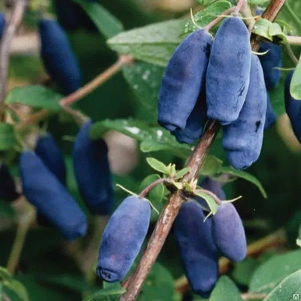 Kamcsatkai mézbogyó „Blue Velvet” 30-40cm „Lonicera kamtschatika”