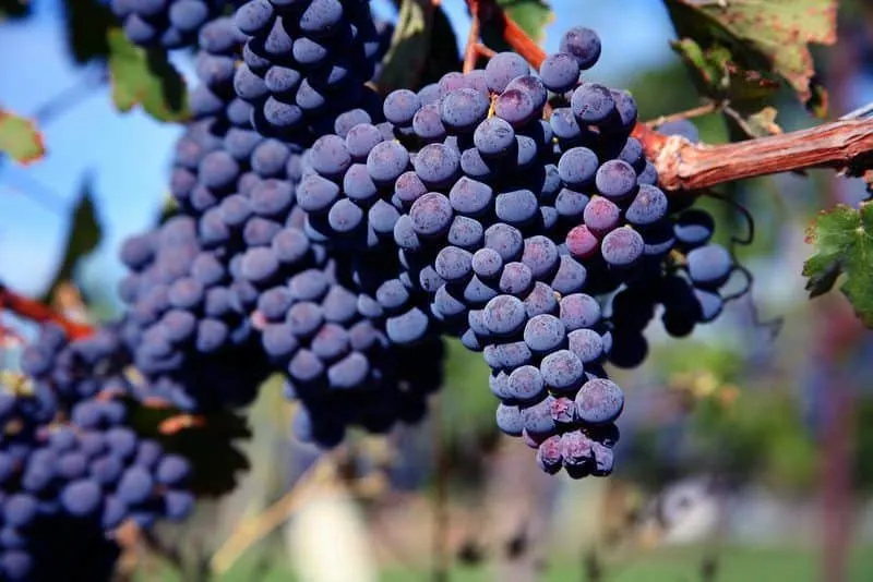 Borszőlő „Merlot” 30-50cm