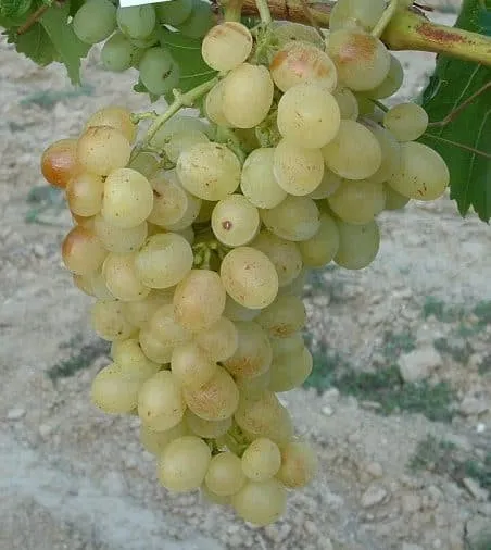 Csemegeszőlő „Pannónia Kincse” 30-50cm